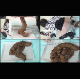 4 Japanese girls take turns shitting, recorded from several different angles and featured as a multi-cam presentation. Each poop pile is measured for size, closely examined, and even dissected to show its texture. 720P HD. 489MB file. Over 32.5 minutes.